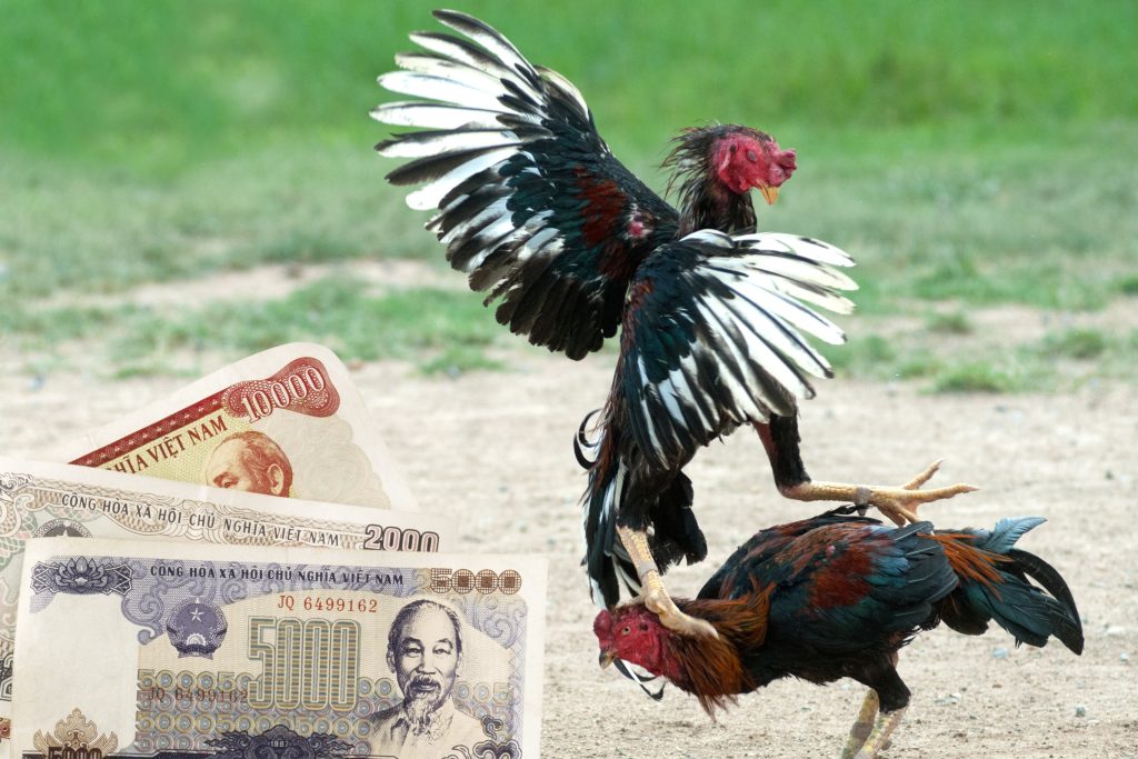 Khái niệm cá cược chọi gà bằng tiền đồng Việt Nam