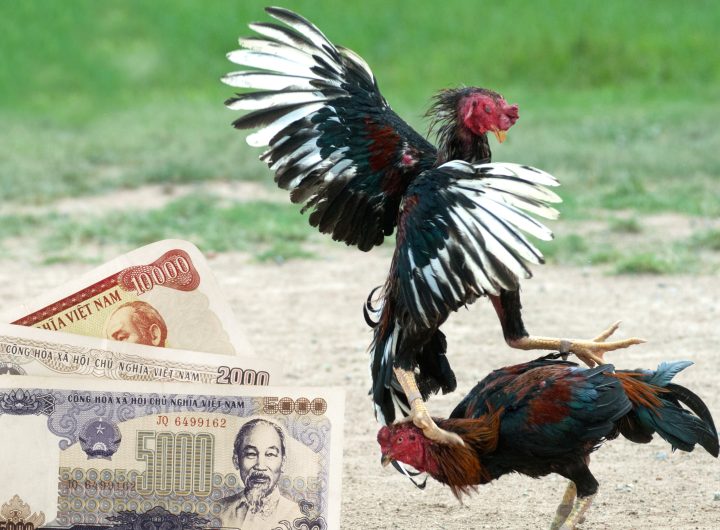 Khái niệm cá cược chọi gà bằng tiền đồng Việt Nam