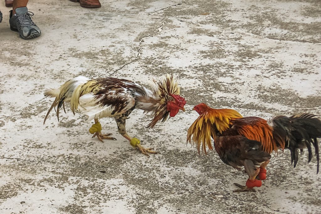 Chọi gà ở Việt Nam