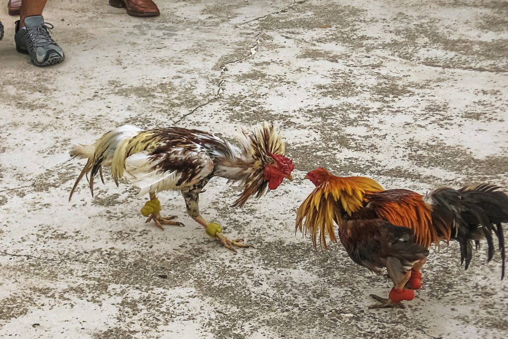 Chọi gà ở Cộng hòa Dominica